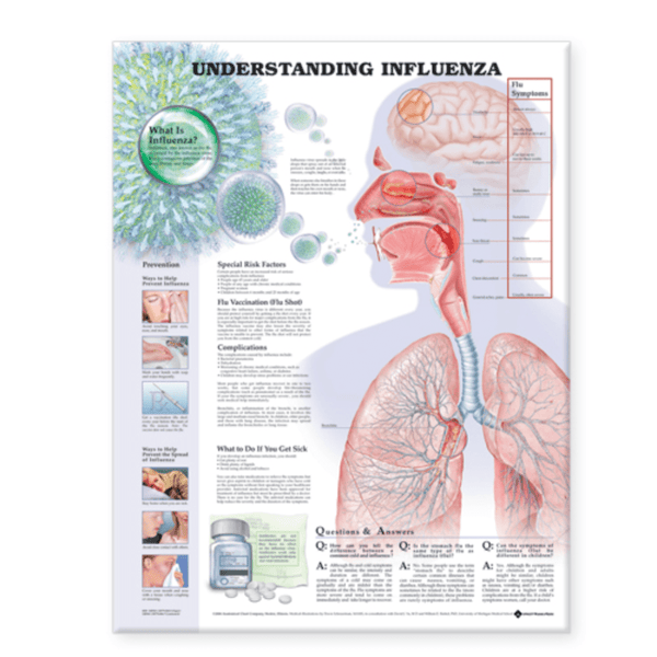 Anatomical Chart Company Anatomical Charts Understanding Influenza