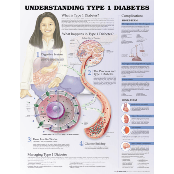 Anatomical Chart Company Anatomical Charts Understanding Type 1 Diabetes Anatomical Chart