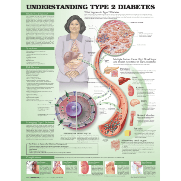 Anatomical Chart Company Anatomical Charts Understanding Type 2 Diabetes Anatomical Chart