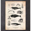 Codex Anatomicus Anatomical Print Whale Anatomy Print