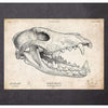 Codex Anatomicus Anatomical Print Wolf Skull