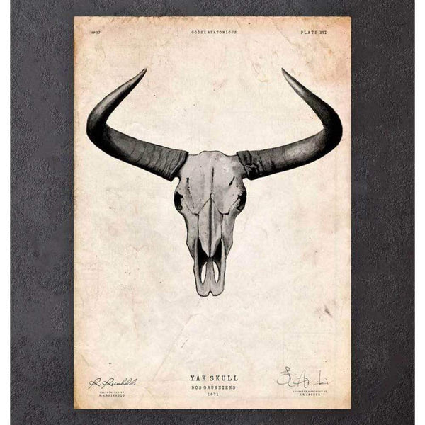 Codex Anatomicus Anatomical Print Yak Skull Print