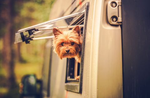 Dog peers out the window of a travel trailer.