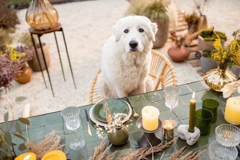 Dog sits at a festively decorated table. 