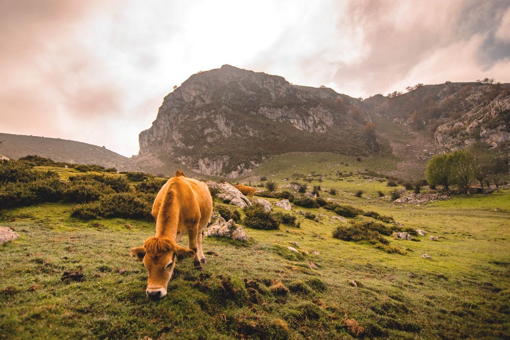 Asturias - Camino de Santiago 