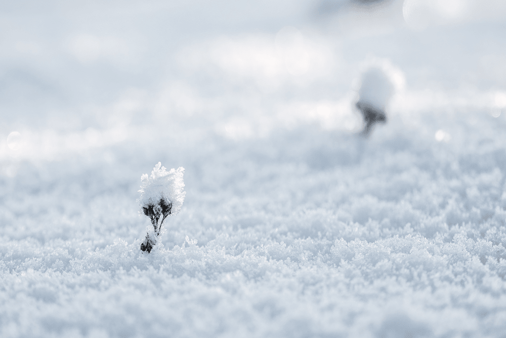 tipos de nieve uller 