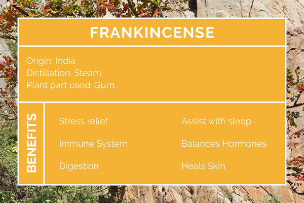 Benefits Of Frankincense Essential Oil Eco Modern Essentials