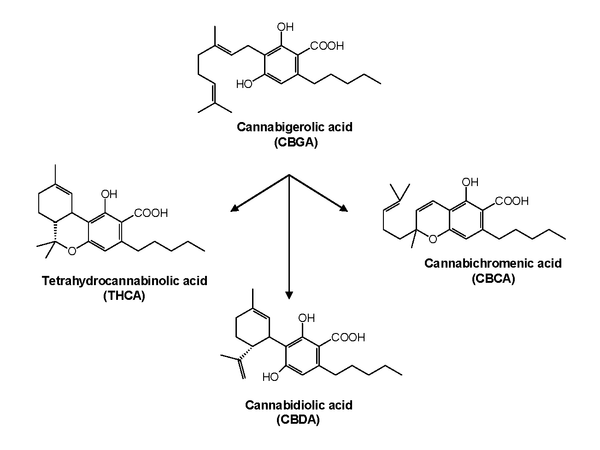 Cannabinoids CBG, CBD, CBN