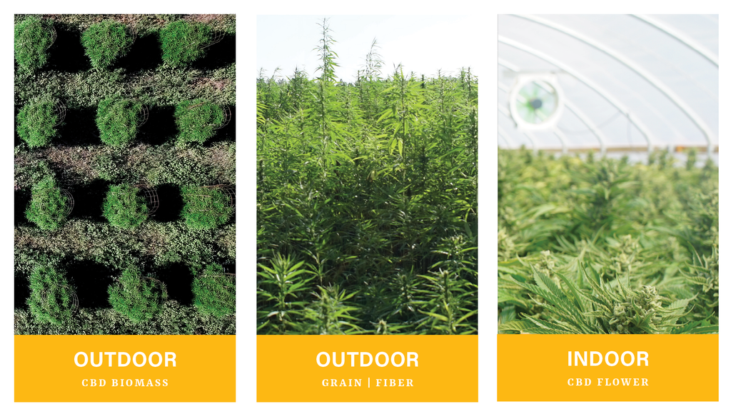 hemp cannabis cultivation
