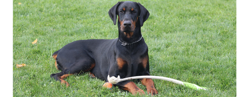 dobermann