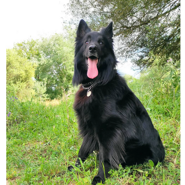 Pastor-Belga-Groenendael