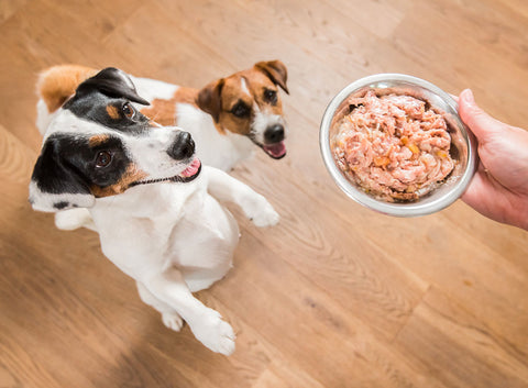 alimento humedo para perros