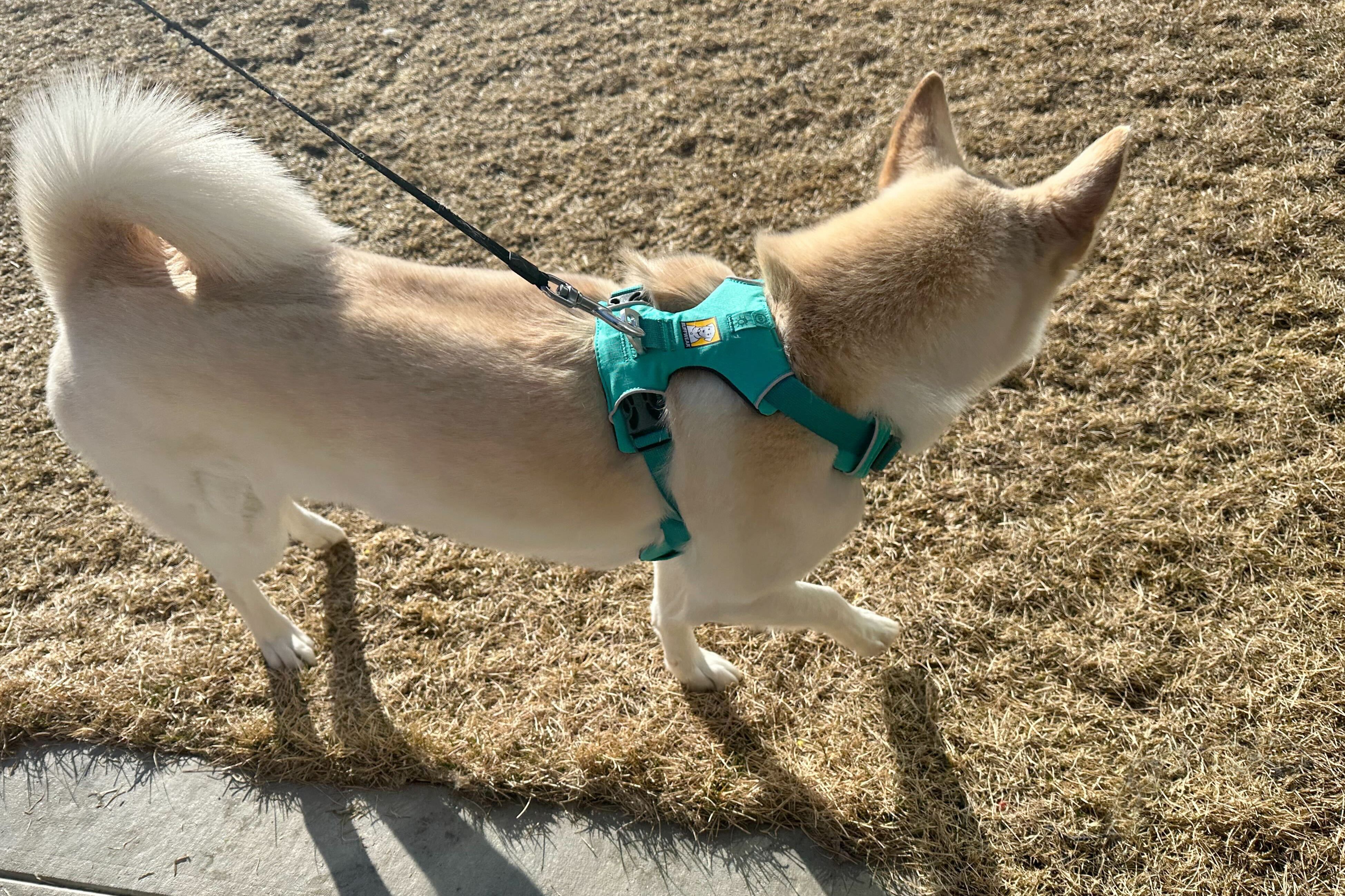 guia de arneses para perros