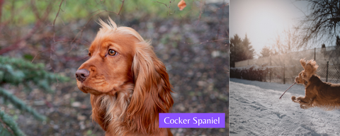 cocker spaniel