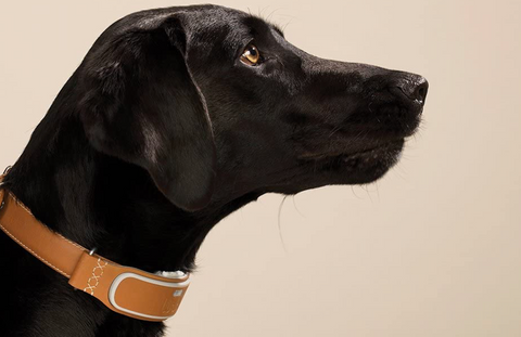 collar-gps-perros