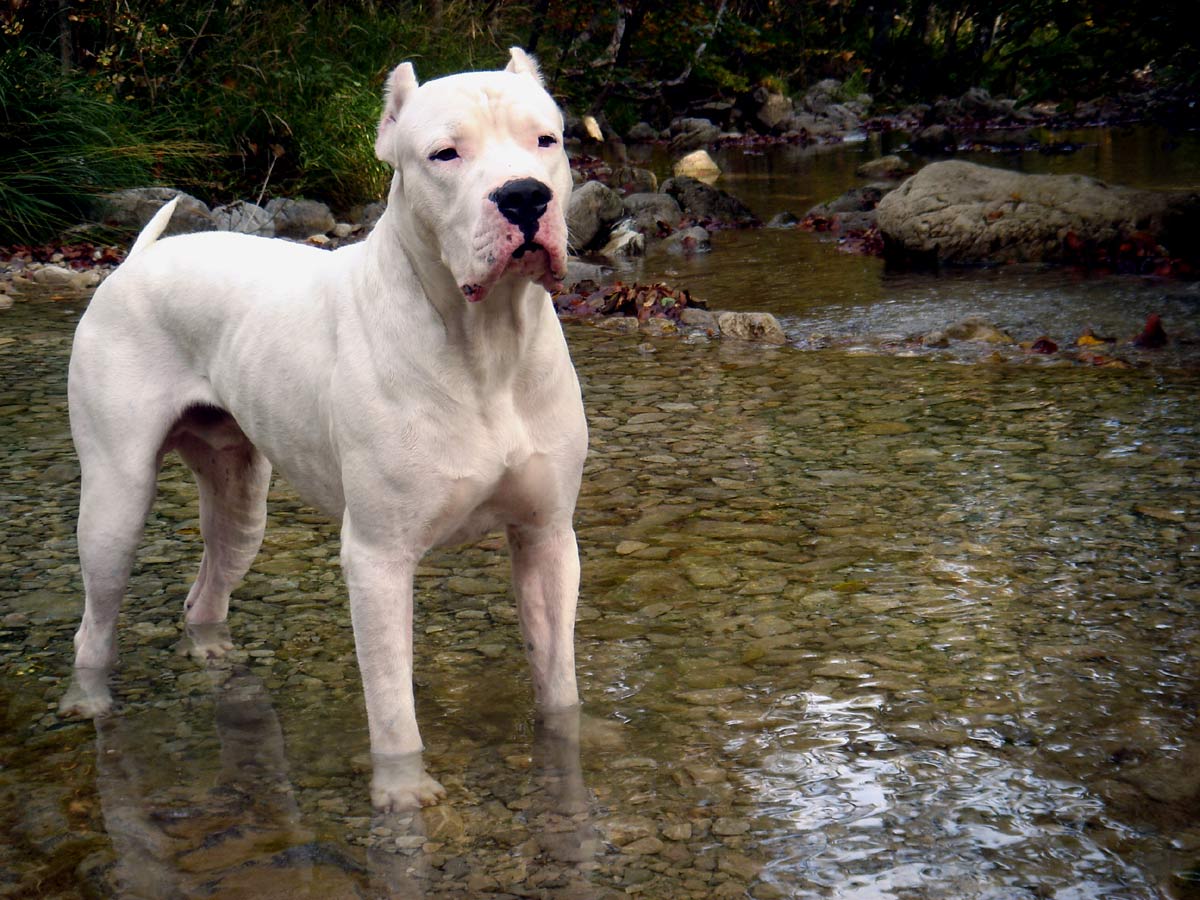 dogo-argentino