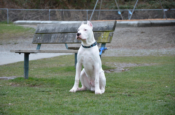 dogo-argentino