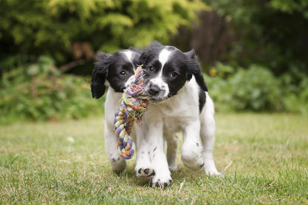 peluches para perros