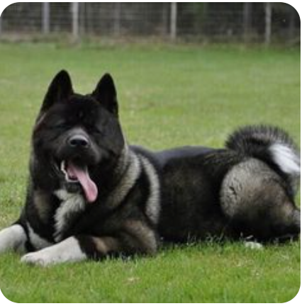 perro akita negro