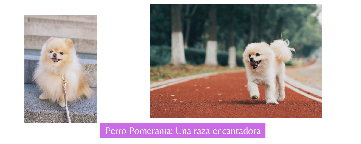 perro pomerania