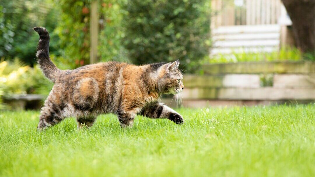 pipetas para gatos