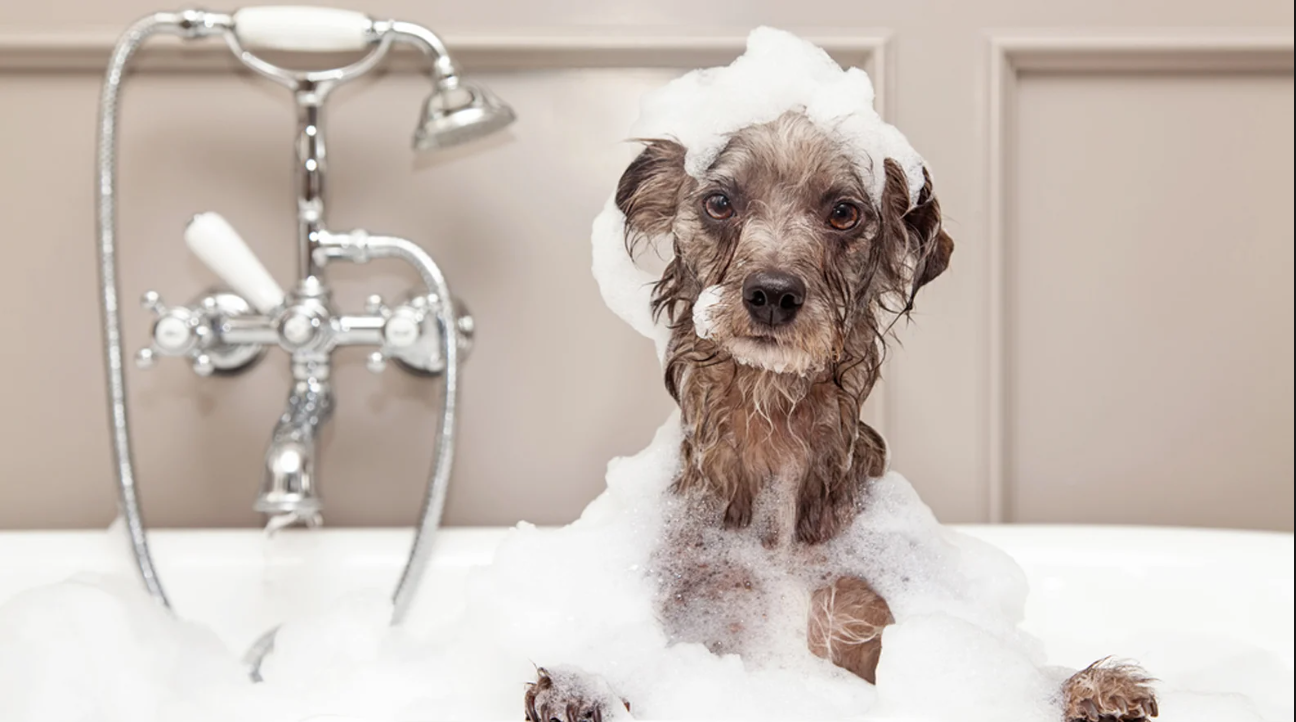 shampoo para perros alergicos