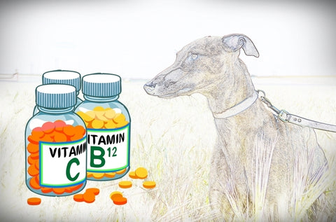 vitaminas para perros