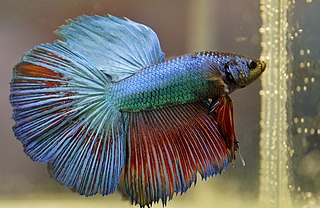male beta fish