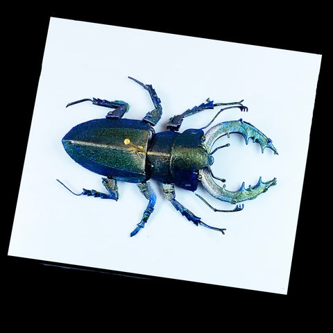 Stage Beetle in Scarab - 1
