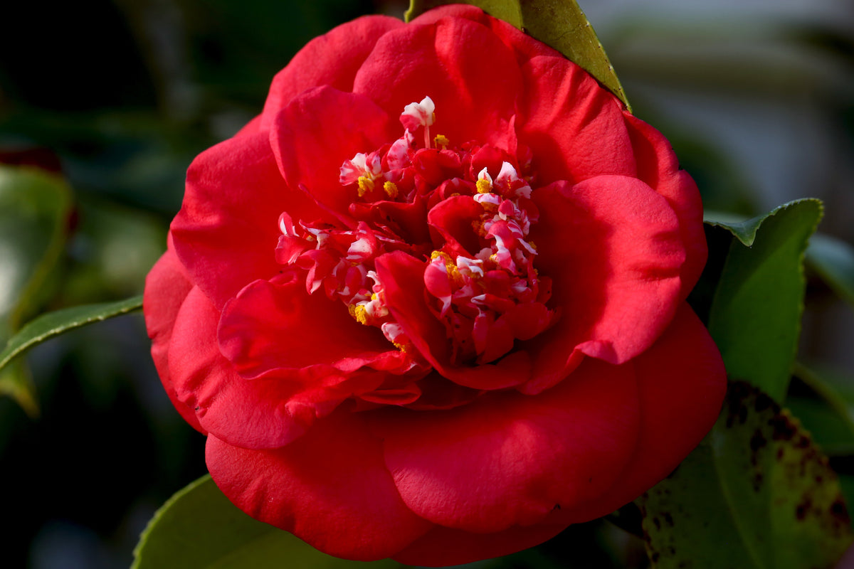 Ornamental Camellias at Camellia Forest Nursery - Habit_Dense