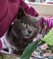 Farm kitty Lady Gray supervises shipping at Camellia Forest Nursery