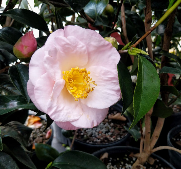 豊富なギフト Camellia様専用ページ Camellia様専用ページ