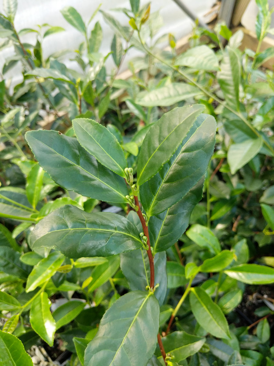 korea camellia sinensis seedlings