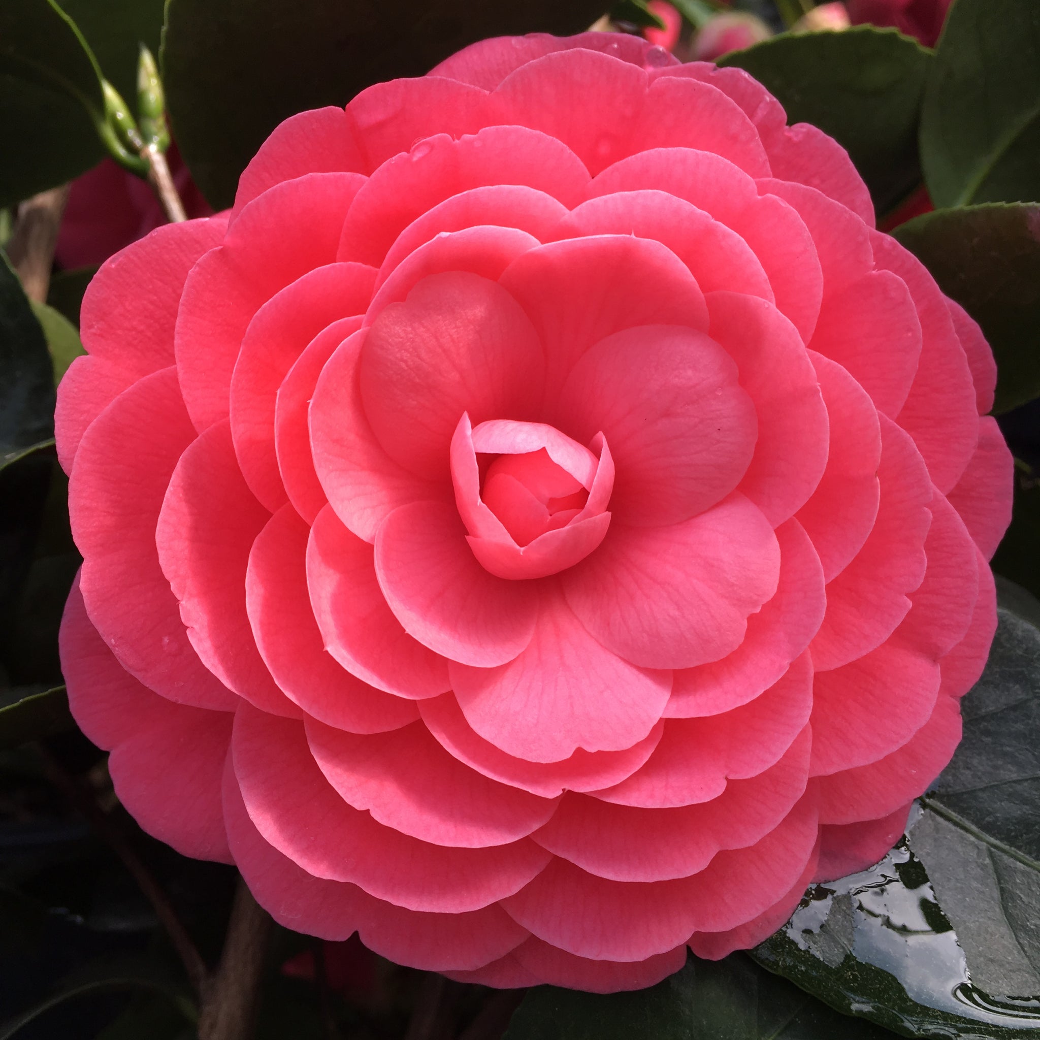 Camellia japonica 'Jacks'