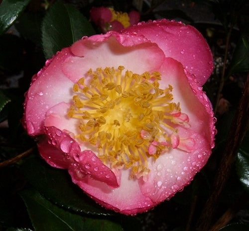 Camellia sasanqua 'Autumn Sunrise'