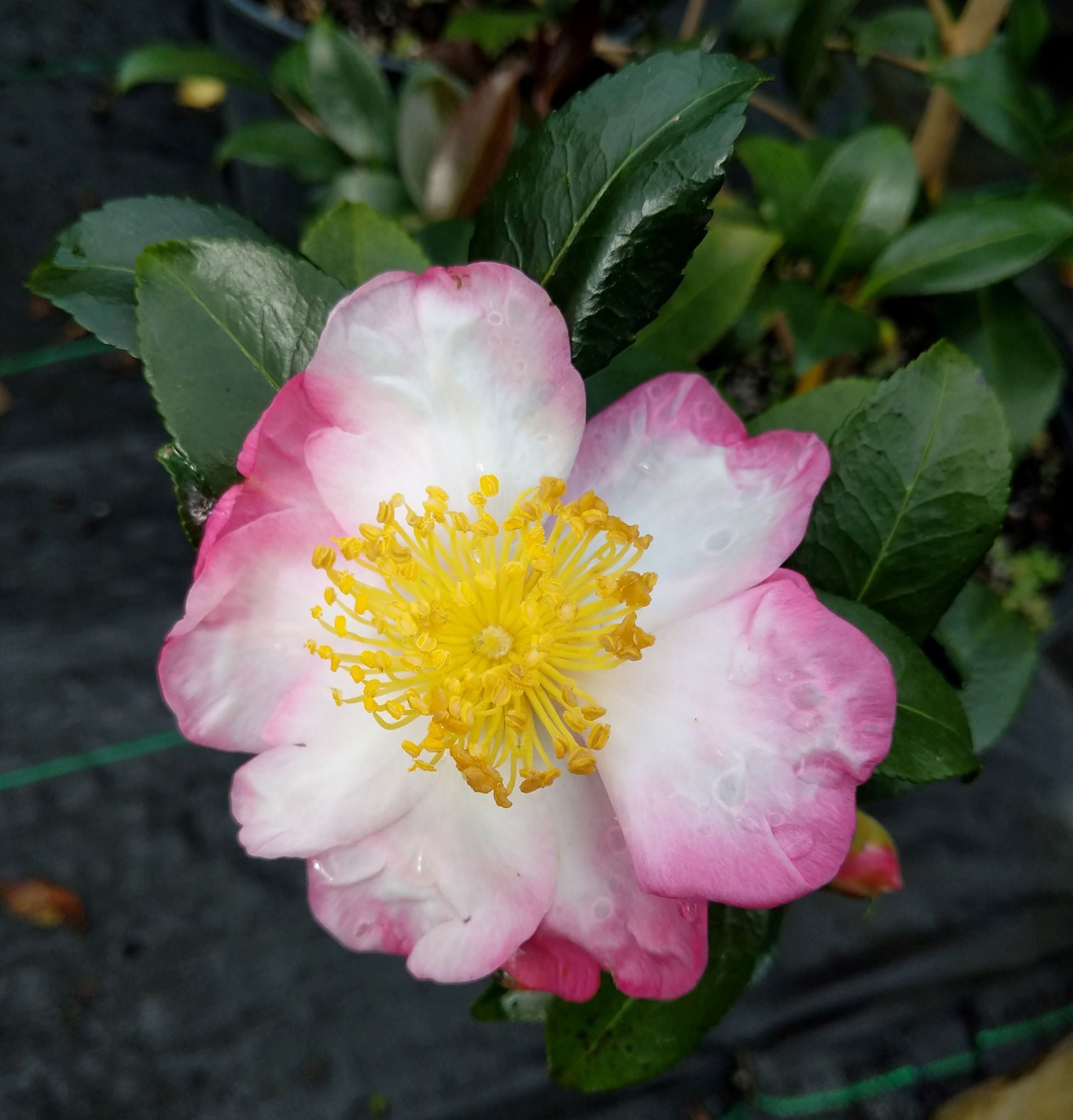 Camellia sasanqua 'Hana Jiman'