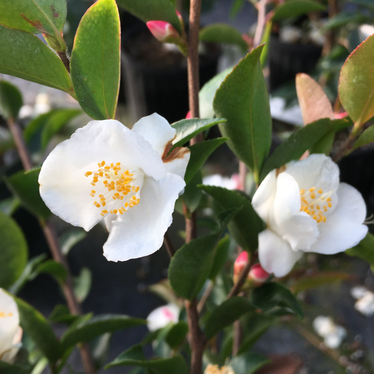 Camellia transnokoensis