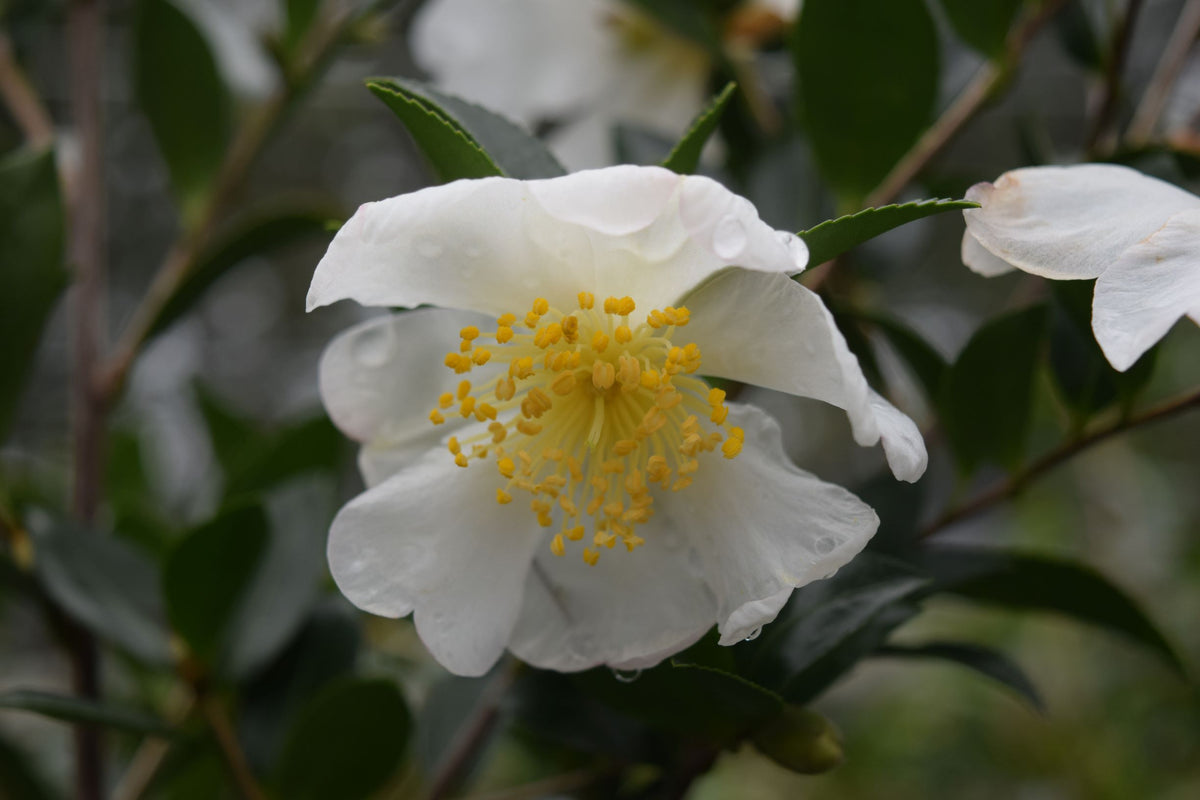 Camellia sasanqua 'White Sentinel'