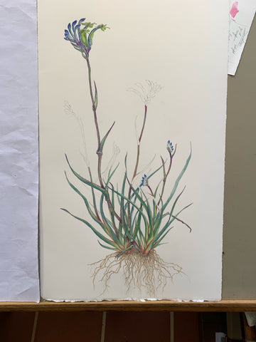 Nikulinsky Blue Kangaroo Paw Painting