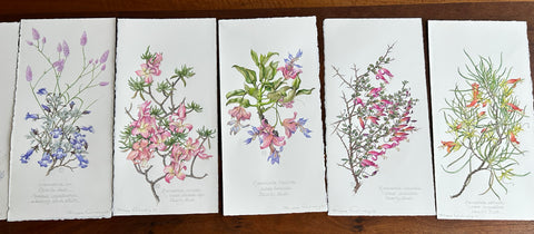 Botanical art Eremophila Watercolour Paintings by Philippa Nikulinsky