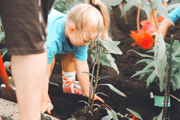 Little girl in blue shirt bent over holding planter.