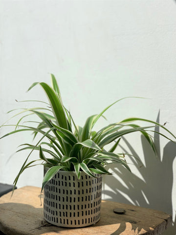 Spider Plant