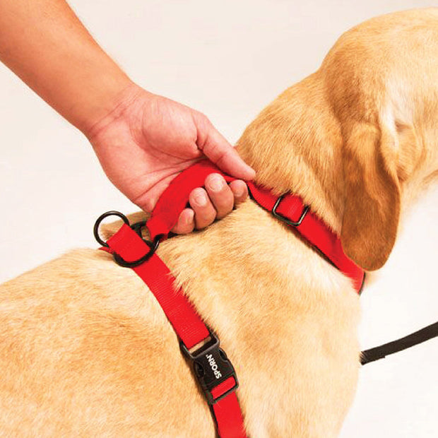loopy dog harness