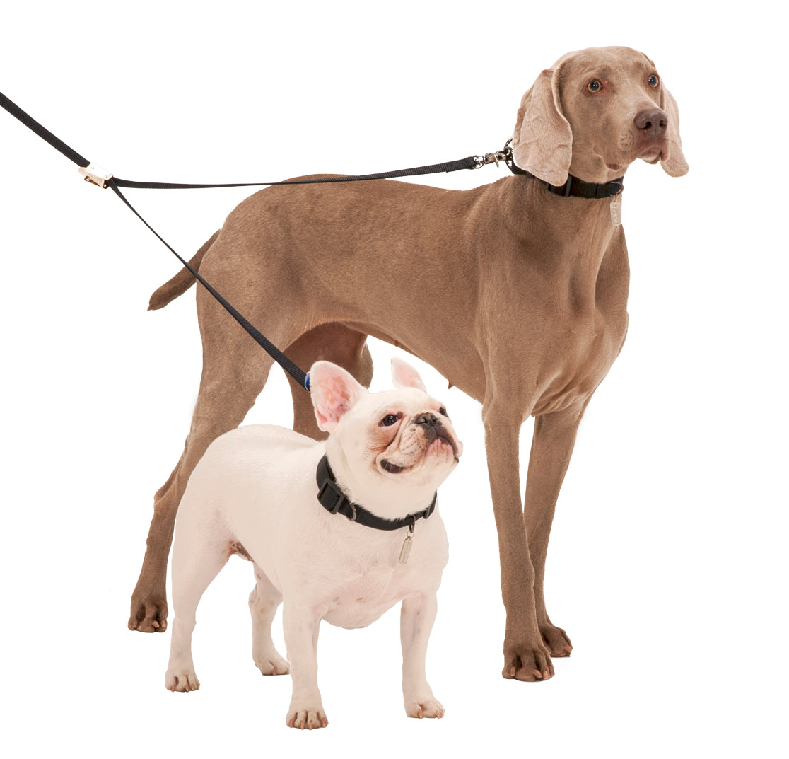 dual leash for dogs