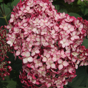 Online Canadian Plant Store The Gentlemen S Backyard