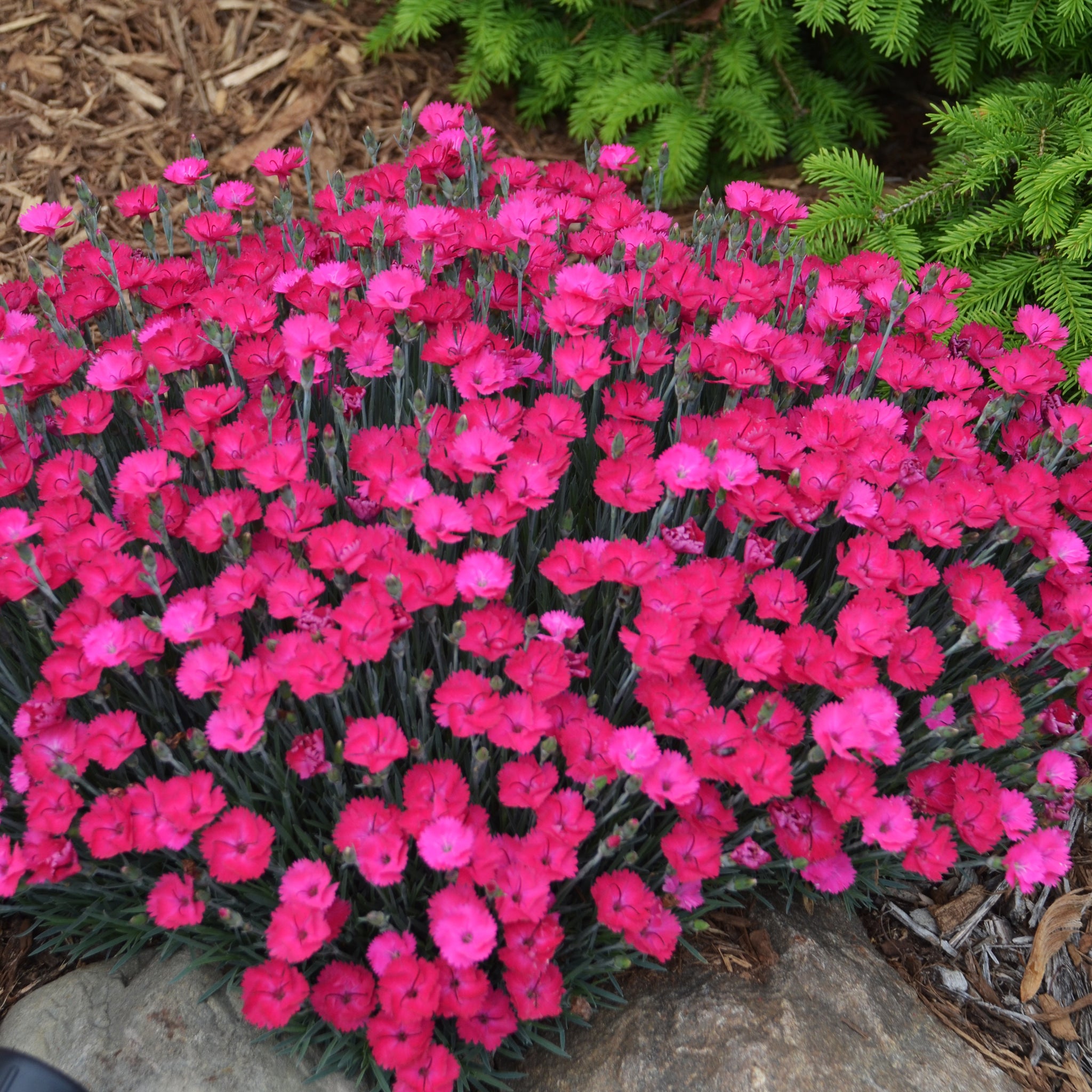 paint the town red dianthus