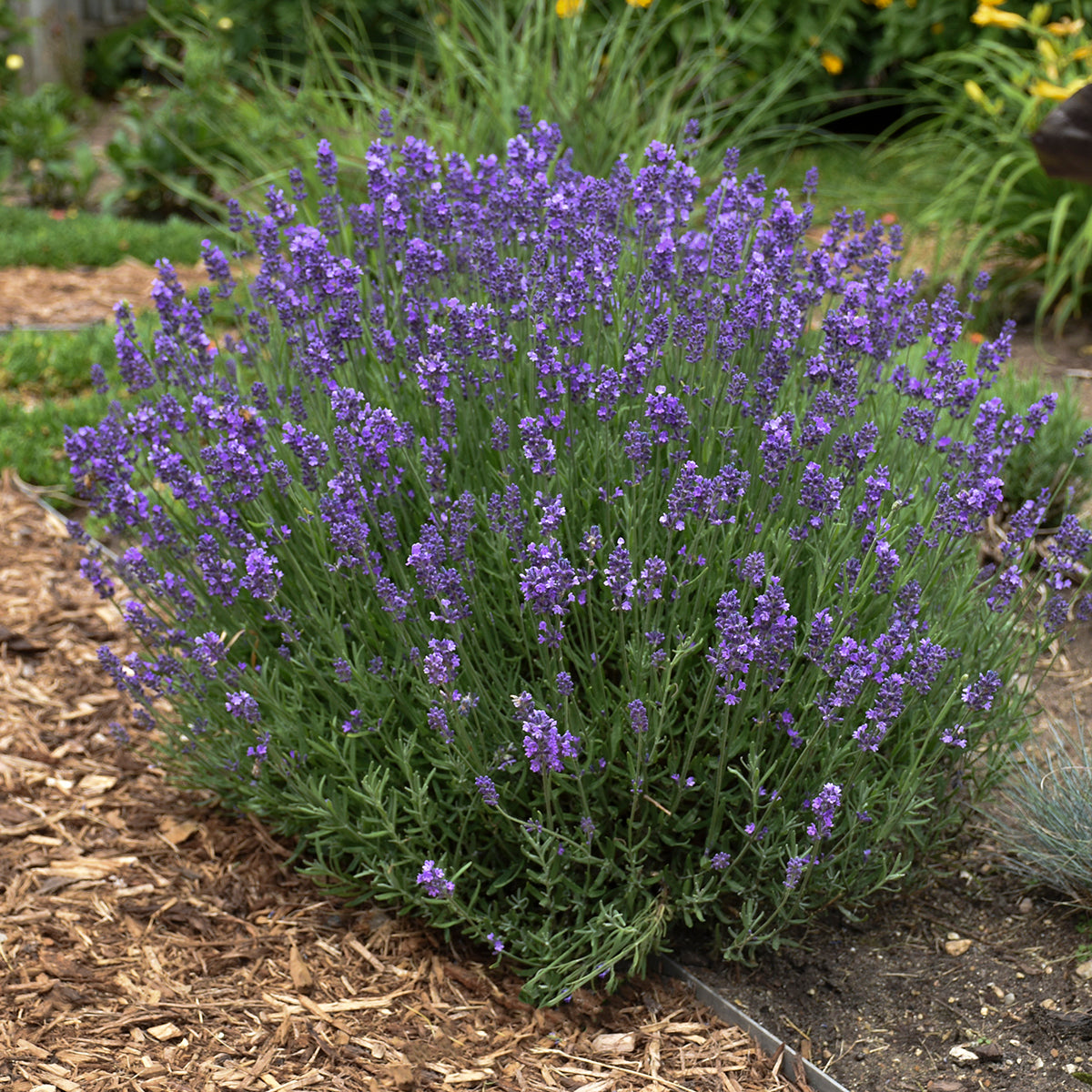 Lavender Hidcote Images, Photos, Reviews