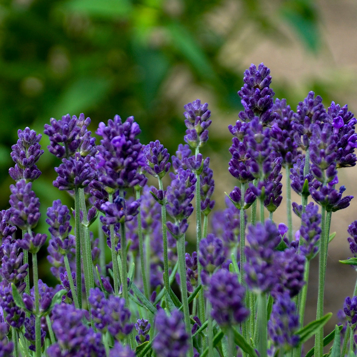 Lavandula Angustifolia Lavance Deep Purple Images, Photos, Reviews