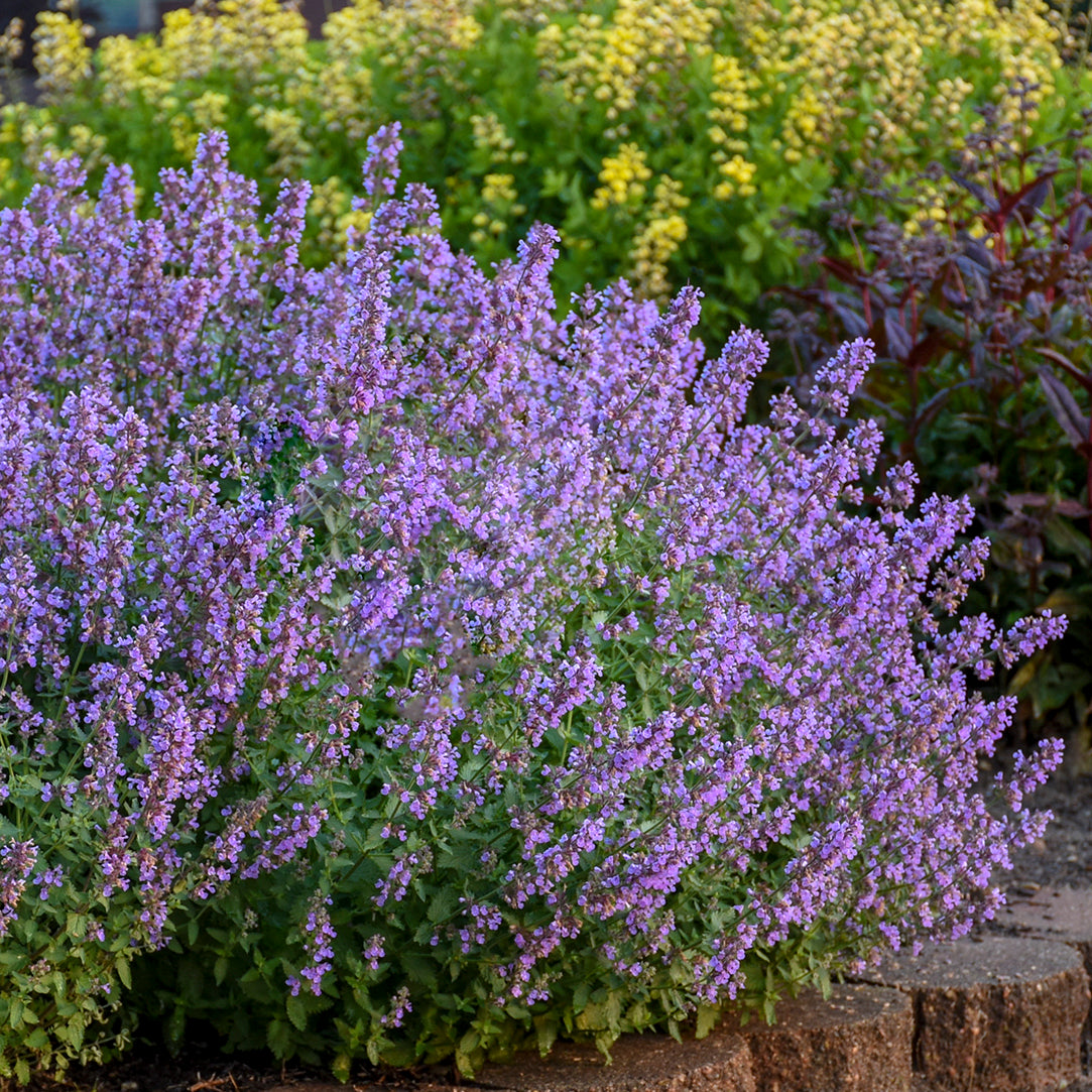 Nepeta Cats Pajamas - The Gentlemens Backyard