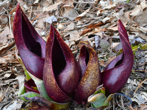 Eastern skunk cabbage